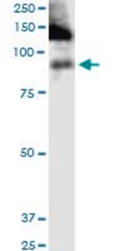 Monoclonal Anti-ITGB2 antibody produced in mouse clone 3C7, purified immunoglobulin, buffered aqueous solution