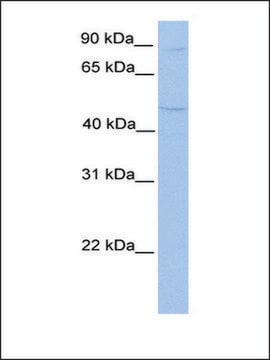 Anti-TMTC2 antibody produced in rabbit affinity isolated antibody