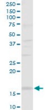 Anti-SH2D1B antibody produced in rabbit purified immunoglobulin, buffered aqueous solution