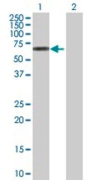 Anti-GRB7 antibody produced in rabbit purified immunoglobulin, buffered aqueous solution