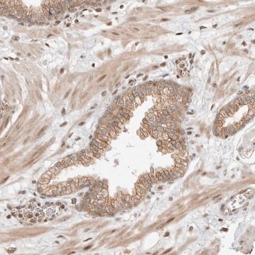 Anti-ALKAL1 antibody produced in rabbit Prestige Antibodies&#174; Powered by Atlas Antibodies, affinity isolated antibody, buffered aqueous glycerol solution