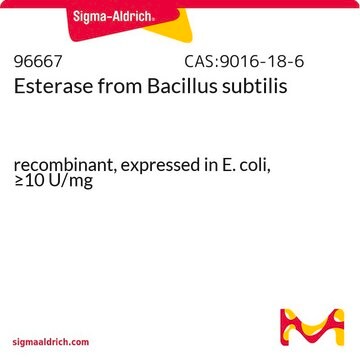 エステラーゼ Bacillus subtilis（枯草菌)由来 recombinant, expressed in E. coli, &#8805;10&#160;U/mg