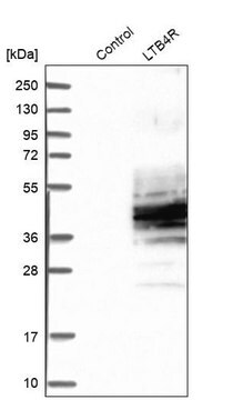 Anti-LTB4R antibody produced in rabbit Ab2, Prestige Antibodies&#174; Powered by Atlas Antibodies, affinity isolated antibody, buffered aqueous glycerol solution