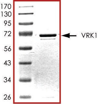 VRK1, active, GST tagged human PRECISIO&#174; Kinase, recombinant, expressed in baculovirus infected Sf9 cells, &#8805;70% (SDS-PAGE), buffered aqueous glycerol solution