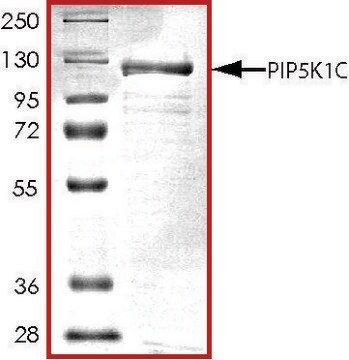 PIP5K1C, active, GST tagged human PRECISIO&#174;, recombinant, expressed in baculovirus infected Sf9 cells, &#8805;70% (SDS-PAGE), buffered aqueous glycerol solution