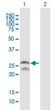 Anti-FEV antibody produced in mouse purified immunoglobulin, buffered aqueous solution