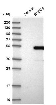 Anti-BTBD6 antibody produced in rabbit Prestige Antibodies&#174; Powered by Atlas Antibodies, affinity isolated antibody, buffered aqueous glycerol solution