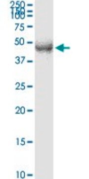 Monoclonal Anti-TFDP2, (N-terminal) antibody produced in mouse clone 2E6, purified immunoglobulin, buffered aqueous solution