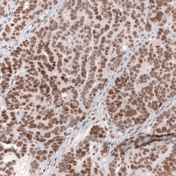 Monoclonal Anti-Smarcb1 Antibody Produced In Mouse Prestige Antibodies&#174; Powered by Atlas Antibodies, clone CL13973, affinity isolated antibody, buffered aqueous glycerol solution