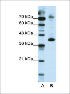 Anti-NKRF antibody produced in rabbit IgG fraction of antiserum