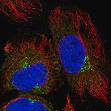 Anti-TRIM44 antibody produced in rabbit Prestige Antibodies&#174; Powered by Atlas Antibodies, affinity isolated antibody