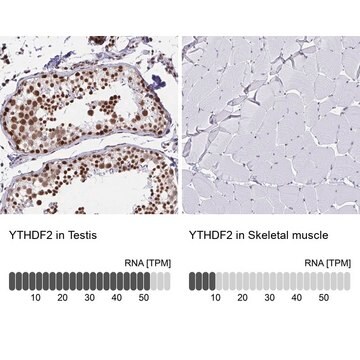 Anti-YTHDF2 antibody produced in rabbit Prestige Antibodies&#174; Powered by Atlas Antibodies, affinity isolated antibody, buffered aqueous glycerol solution