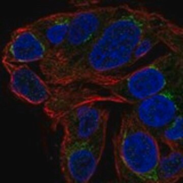 Anti-CHST13 antibody produced in rabbit Prestige Antibodies&#174; Powered by Atlas Antibodies, affinity isolated antibody, buffered aqueous glycerol solution