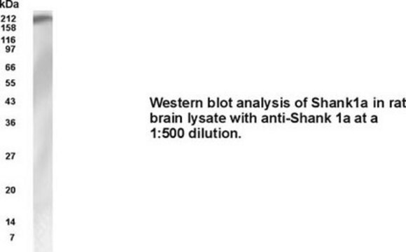 Anti-SHANK1a Antibody, NT Chemicon&#174;, from rabbit