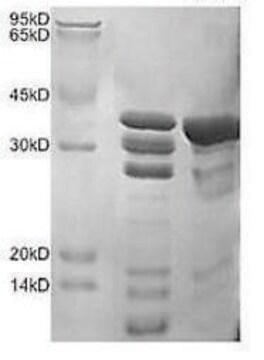 Cathepsin S human recombinant, expressed in HEK 293 cells, &#8805;95% (SDS-PAGE)