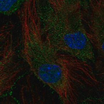 Anti-SCHIP1 antibody produced in rabbit Prestige Antibodies&#174; Powered by Atlas Antibodies, affinity isolated antibody