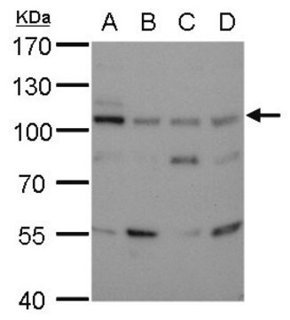 Monoclonal Anti-LIG3 antibody produced in mouse clone 1F3