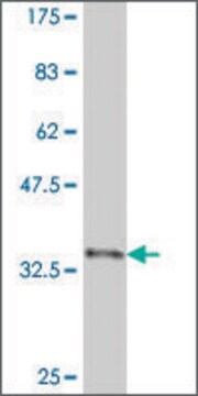 Monoclonal Anti-CDX4 antibody produced in mouse clone 3F11, purified immunoglobulin, buffered aqueous solution