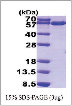 TXNRD1 human recombinant, expressed in E. coli, &#8805;95% (SDS-PAGE)