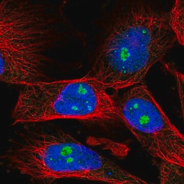 Anti-FBL antibody produced in rabbit Prestige Antibodies&#174; Powered by Atlas Antibodies, affinity isolated antibody