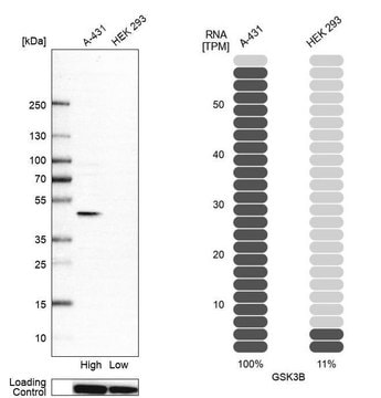 Anti-GSK3B antibody produced in rabbit affinity isolated antibody, buffered aqueous glycerol solution