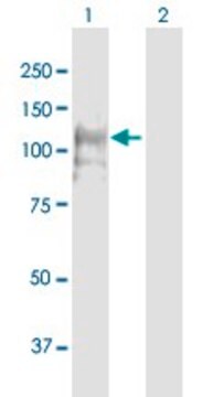 Anti-CNTROB antibody produced in mouse purified immunoglobulin, buffered aqueous solution