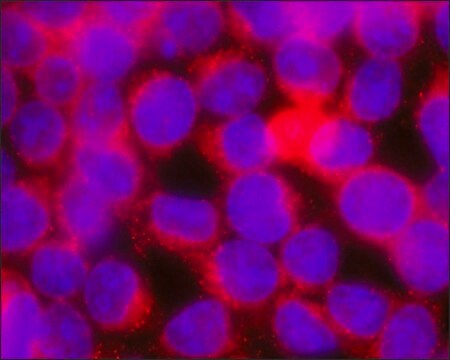 Monoclonal Anti-PDE6G antibody produced in mouse clone PDE6G-A288, culture supernatant