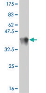 Monoclonal Anti-TRIM16 antibody produced in mouse clone 5F4, purified immunoglobulin, buffered aqueous solution