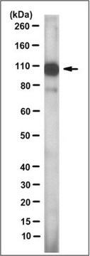 Anti-DIS3-like Exonuclease 2 Antibody, clone 9H2.1 clone 9H2.1, from mouse