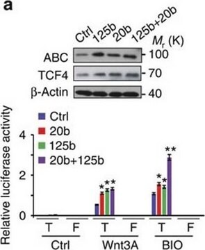 Anticorps anti-TCF-4, clone&nbsp;6H5-3 clone 6H5-3, Upstate&#174;, from mouse