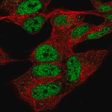 Anti-CPSF4 antibody produced in rabbit Prestige Antibodies&#174; Powered by Atlas Antibodies, affinity isolated antibody