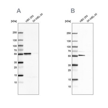 Anti-FKBP5 antibody produced in rabbit Prestige Antibodies&#174; Powered by Atlas Antibodies, affinity isolated antibody, buffered aqueous glycerol solution, ab2