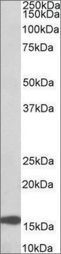 Anti-RPL23 (C-terminal) antibody produced in goat affinity isolated antibody, buffered aqueous solution