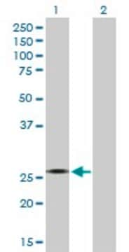 Anti-CYB5R2 antibody produced in mouse purified immunoglobulin, buffered aqueous solution