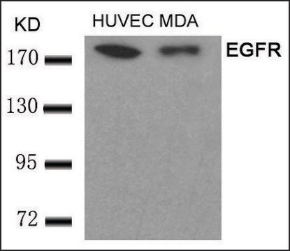 Anti-EGFR (Ab-693) antibody produced in rabbit affinity isolated antibody