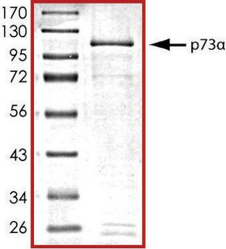 p73a, GST tagged human recombinant, expressed in baculovirus infected Sf9 cells, &#8805;70% (SDS-PAGE), buffered aqueous glycerol solution