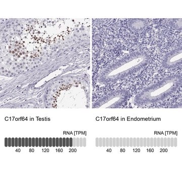 Anti-C17orf64 antibody produced in rabbit Prestige Antibodies&#174; Powered by Atlas Antibodies, affinity isolated antibody, buffered aqueous glycerol solution