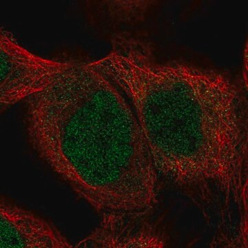 Anti-SHQ1 antibody produced in rabbit Prestige Antibodies&#174; Powered by Atlas Antibodies, affinity isolated antibody, buffered aqueous glycerol solution