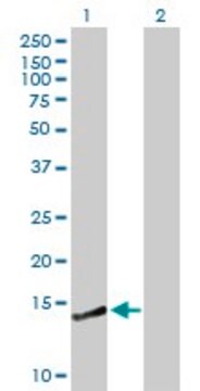 Anti-CREBL2 antibody produced in mouse purified immunoglobulin, buffered aqueous solution