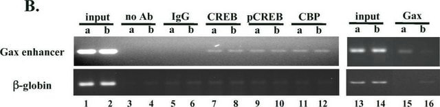 Anticorps anti-acétyl-histone&nbsp;H3 from rabbit