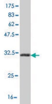 ANTI-HOXB7 antibody produced in mouse clone 3F3, purified immunoglobulin, buffered aqueous solution