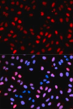 Anti-Phospho-RAF1-S621 antibody produced in rabbit