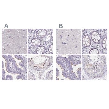 Anti-CFAP74 antibody produced in rabbit Prestige Antibodies&#174; Powered by Atlas Antibodies, affinity isolated antibody, buffered aqueous glycerol solution, ab2