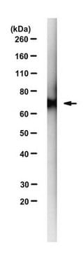 Anti-TAF-15 Antibody, clone 12F11 clone 12F11, from rat