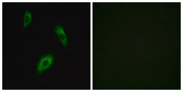 Anti-GPR174 antibody produced in rabbit affinity isolated antibody