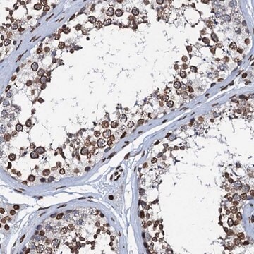 Anti-KATNAL2 antibody produced in rabbit Prestige Antibodies&#174; Powered by Atlas Antibodies, affinity isolated antibody, buffered aqueous glycerol solution