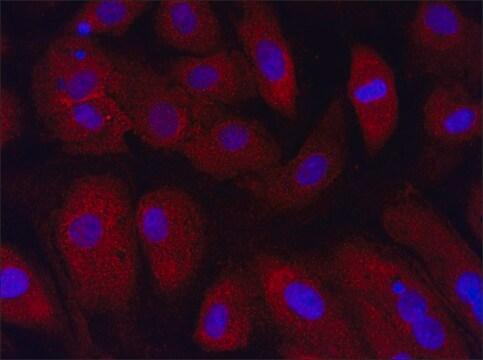 Anti-NEO1 (76-90) antibody produced in rabbit IgG fraction of antiserum, buffered aqueous solution