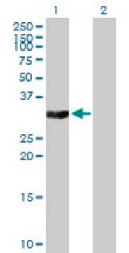 Anti-TYMS antibody produced in mouse purified immunoglobulin, buffered aqueous solution