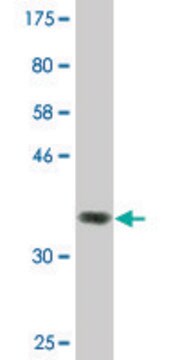 Monoclonal Anti-ZFYVE16, (N-terminal) antibody produced in mouse clone 2E2, purified immunoglobulin, buffered aqueous solution