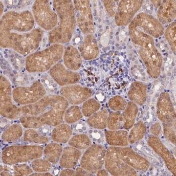 Anti-OSGEP antibody produced in rabbit Prestige Antibodies&#174; Powered by Atlas Antibodies, affinity isolated antibody, buffered aqueous glycerol solution